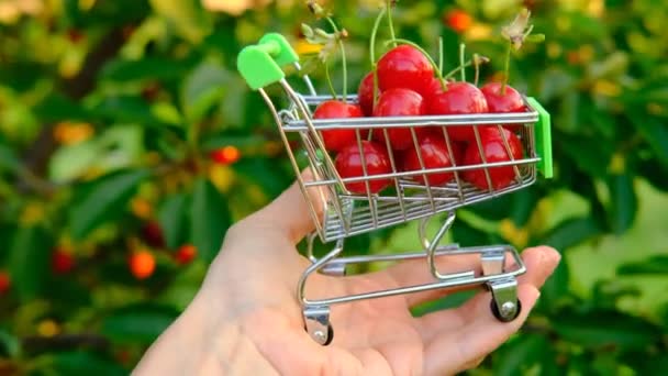 Een vrouwenhand houdt een mini boodschappenkarretje in de hand en draagt kar langs de kersenbomen tuin op natuurlijke zonnige achtergrond.Zomer vitamine C fruit, fruit in supermarkt, sap reclame — Stockvideo