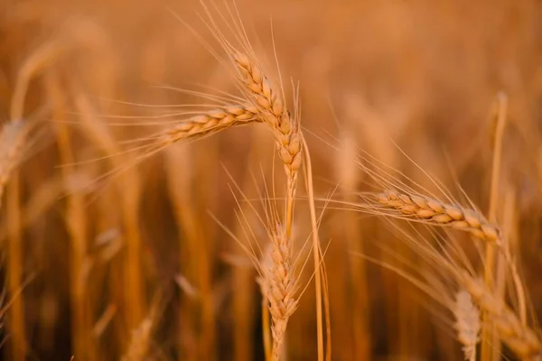 麦畑だ。小麦の黄金の小穂が閉まります。収穫の概念. — ストック写真