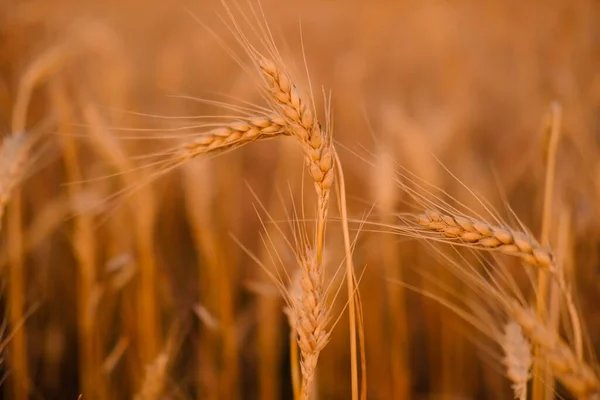 Tarwegerstveld. Gouden spikkels van tarwe close-up. Oogstconcept. — Stockfoto