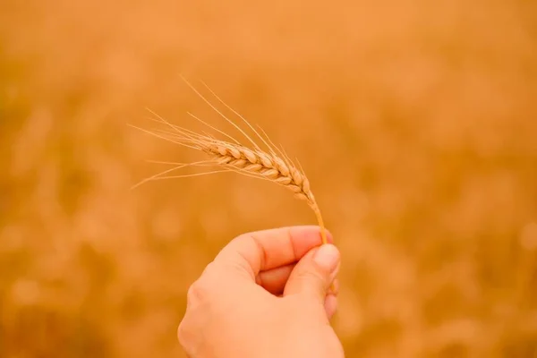 Pšeničné ječné pole. Jeden zlatý hřeb pšenice detailně v ženské ruce na přírodním rozmazaném pšeničném pozadí. Koncept sklizně. — Stock fotografie