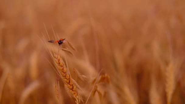 Trigo o campo de cebada. En espiguilla dorada de trigo primer plano sentado y volando pequeña mariquita. Concepto de cosecha. — Vídeos de Stock