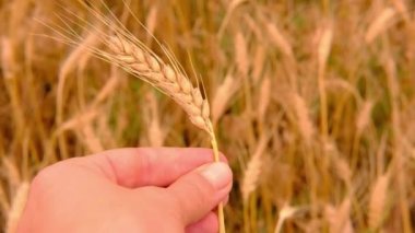 Buğday arpa tarlası. Doğal buğday arka planında dişi elinde bir altın buğday başağı. Hasat konsepti. Yavaş çekim
