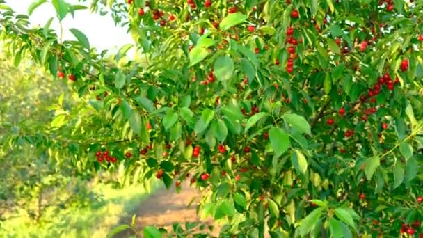 Bunch of ripe red cherries growing on cherry tree in garden .Organic cherries on tree before harvesting, close up. Fruit.cherry on the tree, High vitamin C and antioxidant fruits. Fresh organic on the — Stock Video