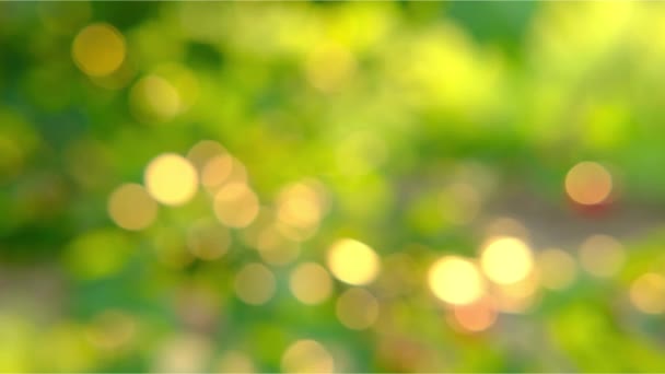 Natura astratto verde e giallo oro bokeh sfondo sfocato, Luce del sole splendente per le foglie sotto l'albero sul tramonto. — Video Stock