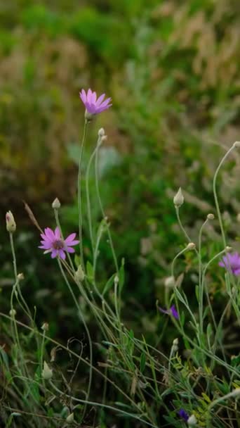 Jasne immortelles fioletowe dzikie kwiaty w zielonym polu na zachodzie słońca huśtawka blisko. Natura i kwiecista koncepcja.Wysokiej jakości materiał 4k — Wideo stockowe