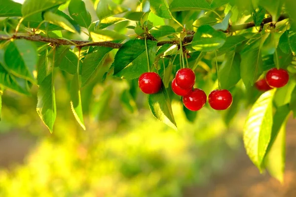 Ένα μάτσο ώριμα κόκκινα κεράσια φυτρώνουν σε κερασιές στον οπωρώνα. Βιολογικά κεράσια στο δέντρο πριν από τη συγκομιδή, κοντά. Φρούτο.Κεράσι στο δέντρο, Υψηλή βιταμίνη C και αντιοξειδωτικά φρούτα. Φρέσκα βιολογικά — Φωτογραφία Αρχείου