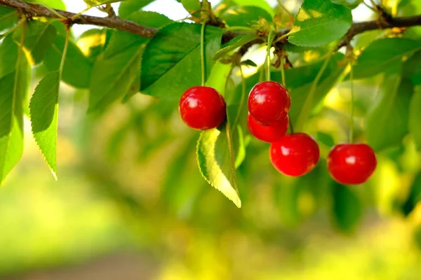 Ramo de cerezas rojas maduras creciendo en cerezo en huerto. Las cerezas orgánicas sobre el árbol antes de la cosecha, cierran. Fruit.cherry en el árbol, alto en vitamina C y frutas antioxidantes. Fresco orgánico en —  Fotos de Stock