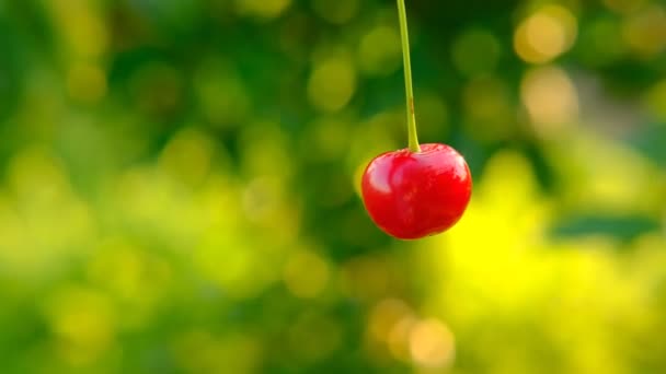 Eine reife rote Kirschen Beleuchtung bei Sonnenuntergang Bokeh und Bewegung von einer Seite zur anderen Seite auf Kirschbaumgarten natürlichen Sonnenuntergang Hintergrund. Bio-Kirschen am Baum vor der Ernte, aus nächster Nähe. Obst — Stockvideo