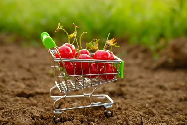 Ett rött moget körsbär i en körsbärsvagn. En vagn med körsbär står på marken mot en naturlig grön bakgrund i trädgården. Sommar C-vitamin frukter, frukt i snabbköpet, juice — Stockfoto