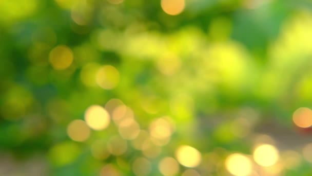 Natura astratto verde e giallo oro bokeh sfondo sfocato, Luce del sole splendente per le foglie sotto l'albero sul tramonto. — Video Stock