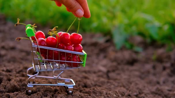 Vrouwen vrouwelijke hand neemt een rode rijpe kers uit een trolley van kersen. Een kar met kersen staat op de grond tegen een natuurlijke groene achtergrond in de tuin.Zomer vitamine C fruit, fruit in — Stockvideo