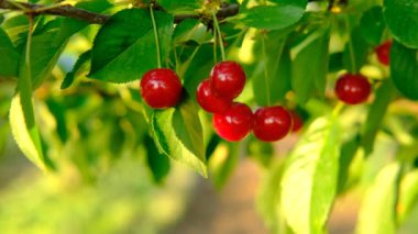 Meyve bahçesindeki kiraz ağacında yetişen olgun kırmızı kirazlar. Ağacın üzerindeki organik kirazlar hasat edilmeden önce, yakınlaşın. Ağaçta kiraz, yüksek C vitamini ve antioksidan meyveler. Taze organik