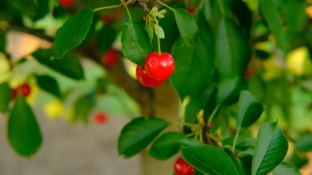 O grămadă de cireșe roșii coapte care cresc pe cireșe în livadă. Cireșe organice pe copac înainte de recoltare, închideți-vă. Fructe. Cireșe pe copac, vitamina C ridicată și fructe antioxidante. Proaspete organice pe — Videoclip de stoc