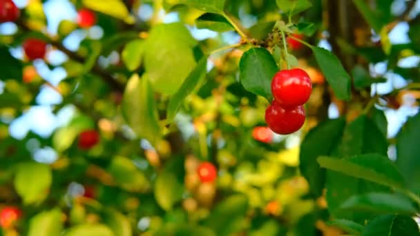 O grămadă de cireșe roșii coapte care cresc pe cireșe în livadă. Cireșe organice pe copac înainte de recoltare, închideți-vă. Fructe. Cireșe pe copac, vitamina C ridicată și fructe antioxidante. Proaspete organice pe — Videoclip de stoc