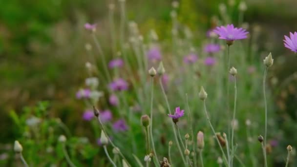 灿烂的长生不老的紫色野花在绿色的田野里夕阳西下摇曳着。自然与华丽的概念。高质量的4k镜头 — 图库视频影像