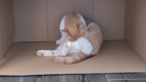 De beige kat wordt gewassen terwijl hij in een kartonnen doosje zit.gelukkige kat wast, likt zijn poot. De kat liegt. Mooie kat. huisdier rust in de kamer thuis. Blijf thuis. — Stockvideo