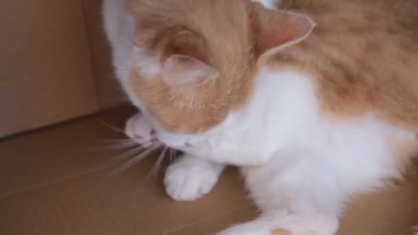 Bej kedi karton bir kutuda otururken yıkanır. Mutlu kedi yıkar, patisini yalar. Kedi yalan söylüyor. Güzel kedi. Evcil hayvan evdeki odada dinleniyor. Evde kal. — Stok video