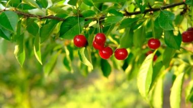 Meyve bahçesindeki kiraz ağacında yetişen olgun kırmızı kirazlar. Ağacın üzerindeki organik kirazlar hasat edilmeden önce, yakınlaşın. Ağaçta kiraz, yüksek C vitamini ve antioksidan meyveler. Taze organik
