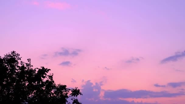 Boom en roze hemel, avondschemerwolk op zonsondergang, idyllische natuurwolk, dramatisch zonlicht met majestueuze rustige hemel in het zomerseizoen. Hoge kwaliteit 4k beeldmateriaal — Stockvideo