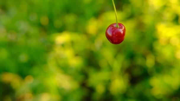 Uma cereja vermelha madura movendo-se de cima para baixo e cão andando perto de .No fundo cereja árvore jardim natural pôr do sol fundo. As cerejas orgânicas na árvore antes da colheita, fecham. Fruit.cherry no — Vídeo de Stock