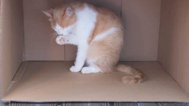 El gato beige se lava mientras está sentado en una caja de cartulina. El gato feliz lava, lame su pata. El gato miente. Hermoso gato. mascota está descansando en la habitación en casa. Quédate en casa. — Vídeos de Stock