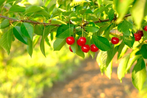 Bunch of ripe red cherries growing on cherry tree in orchard. Organic cherries on tree before harvesting, close up. Fruit.cherry on the tree, High vitamin C and antioxidant fruits. Fresh organic on — Stock Photo, Image