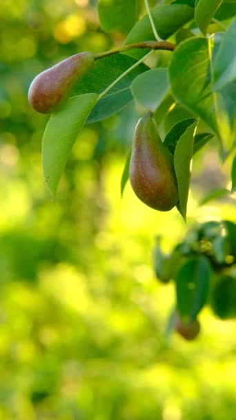 Rijp peer groeien op een boom met groene bladeren op een geel-groene wazig achtergrond met bokeh — Stockvideo