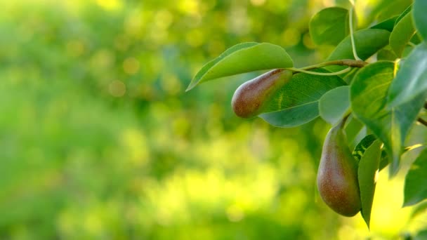 Спелая груша растет на дереве с зелеными листьями на желто-зеленом размытом фоне с боке — стоковое видео
