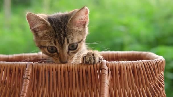 Küçük bir kedi yavrusu sepette oturur ve oynar ve sonra sepetten dışarı atlar. Dışarıdaki sepetin içindeki kedi yavrusu yeşil doğal bir arka planda. — Stok video