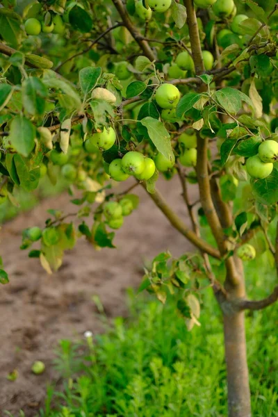 Köy bahçesindeki bir ağaçta yetişen olgun bir elma. . — Stok fotoğraf