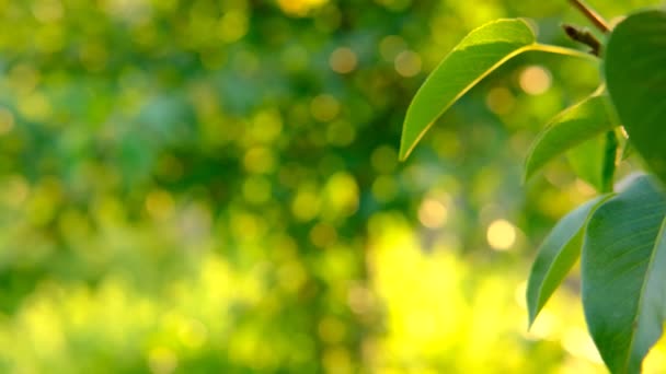 Natur abstrakt grün und gelb Gold Bokeh verschwommenen Hintergrund mit grünen Birnenblättern auf der Vorderseite. Die grünen Blätter schwingen im Wind.Sonnenlicht scheint auf die Blätter unter dem Baum bei Sonnenuntergang. — Stockvideo