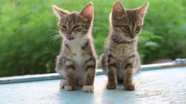 İki küçük kedi oturuyor ve bir kedi dilini yıkıyor. Mutlu kedi yıkanır, patisini yalar. Güzel tekir kedi, açık havada, yeşil, güneşli arka planda. — Stok video