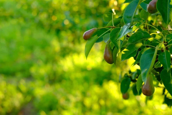 Zralé hrušky rostoucí na stromě se zelenými listy na žlutozelené rozmazané pozadí s bokeh — Stock fotografie