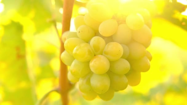 Închideți o grămadă de struguri galbeni coapte care cresc pe o ramură în lumina soarelui în plantațiile de struguri .Vița de vie de struguri.Italy. Vitamins.Travel Italy.Harvest, vin, suc concept.Vitamins.Travel Italia — Videoclip de stoc