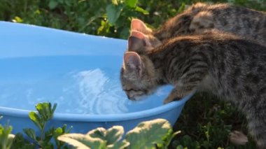 Bahçedeki mavi havzadan su içen iki küçük kedi yavrusu. Mutlu kedi. Güzel tekir kedi, açık havada, yeşil, güneş ışığıyla aydınlanmış arka planda. 