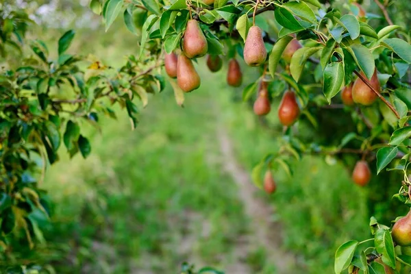 Beautiful Ripe bunch with a lot of pear growing on a tree with green leaves on green blurred background.Harvest ,juice ,organic, natural background concept. d — Stock Photo, Image