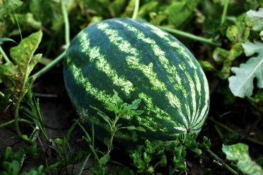 Karpuz tarlada yetişir.