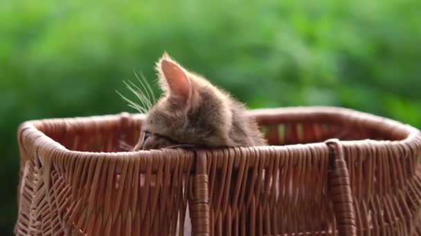 Маленький котенок садится в корзину и играет, а затем выпрыгивает из корзины. Котенок в плетеной корзине на открытом воздухе на зеленом природном фоне — стоковое видео