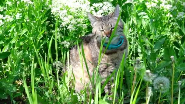 Кот в саду нюхает зеленую траву — стоковое видео