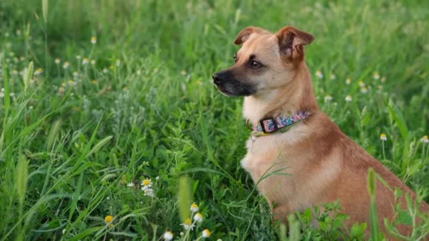 カモミールと緑の草の分野で襟座っ海峡で生姜犬を閉じます。ペット、農村部、動物、友人の概念. — ストック動画
