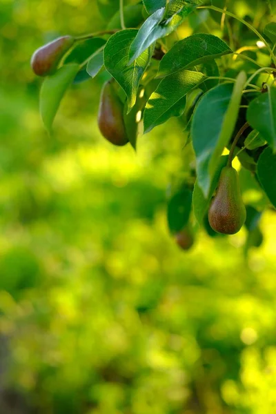 Спелая груша растет на дереве с зелеными листьями на желто-зеленом размытом фоне с боке — стоковое фото