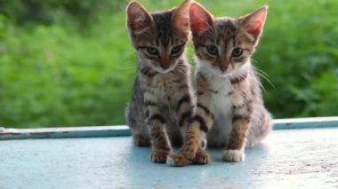 İki küçük kedi yavrusu oturur. Mutlu kedi. Güzel tekir kedi, açık havada, yeşil, güneş ışığıyla aydınlanmış arka planda. 