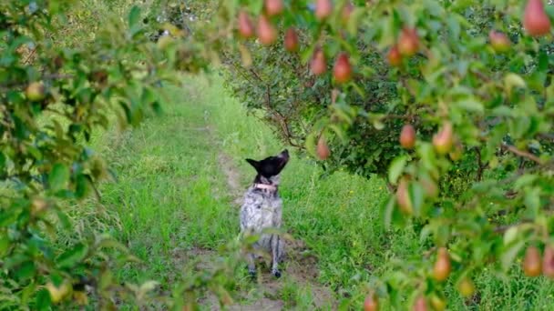 Чорно-білий собака сидить і біжить посеред пучків груш і яблук у фруктовому саду. Органічні, урожай, фрукти, вітамін, домашні тварини, тварини, ссавці — стокове відео