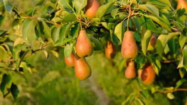 Mooie rijpe bos met veel peer groeien op een boom met groene bladeren op groene wazig achtergrond.Oogst, sap, biologische, natuurlijke achtergrond concept. d) — Stockvideo