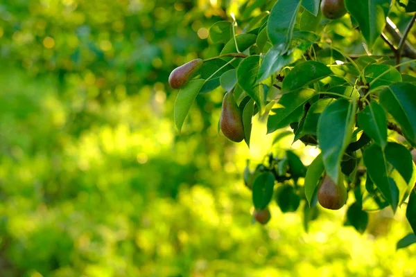 Ripe pear growing on a tree with green leaves on a yellow -green blurred background with bokeh — Stock Photo, Image
