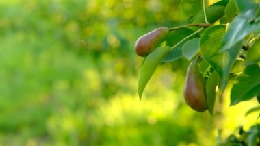 Ağaçta yetişen olgun armut, sarı yeşil yapraklarla bokeh ile bulanık bir zemin.