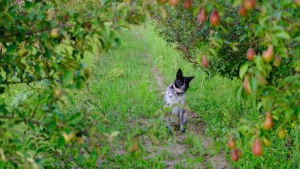 El perro blanco y negro sentado y corriendo en medio de racimos de peras y manzanas en el huerto de frutas.Animal doméstico, escena rural. Orgánica, cosecha, frutas, vitaminas, mascotas, animales, mamíferos — Vídeo de stock
