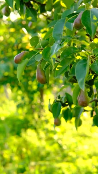 成熟的梨子生长在绿叶的树上，背景是黄绿色的，背景是模糊的。 — 图库视频影像