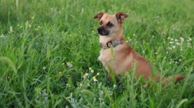 Papatya ve yeşil çimenlerin arasında boynunda tasmalı kızıl bir köpek oturuyor. Evcil hayvanlar, kırsal, hayvanlar, hayvanlar, arkadaşlar konsepti..