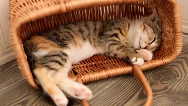 Маленький котенок спит в корзине и двигает лапами во сне. — стоковое видео